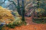 Autumn Colours on the Path from Fingle Bridge