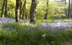 Beautiful Bluebells in Burrow Wood on Exmoor
