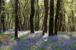 Bluebell Wood at Burrator on Dartmoor