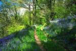 Bluebell Woods - Ridge Walk