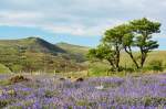 Bluebells above Tavy Cleave