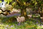 Ewe and Lamb in Bluebells on Dartmoor