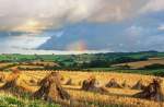 Fields of Corn Stooks North Devon
