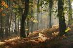 Fingle Woods - Autumn Light