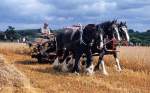 Heavy Horses at Work in North Devon