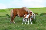 Mare & Foal on Dartmoor