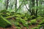 Moss Covered Boulders in Burrator Woods