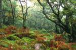 Mysterious Wistman's Wood - Dartmoor