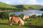 Ponies at Meldon Reservoir