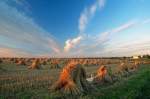 Stooks caught in the Last Light of the Day