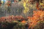 Teign Gorge autumn