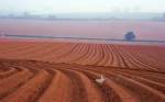 The Rich Red Earth of Devon